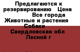Предлагаются к резервированию › Цена ­ 16 000 - Все города Животные и растения » Собаки   . Свердловская обл.,Лесной г.